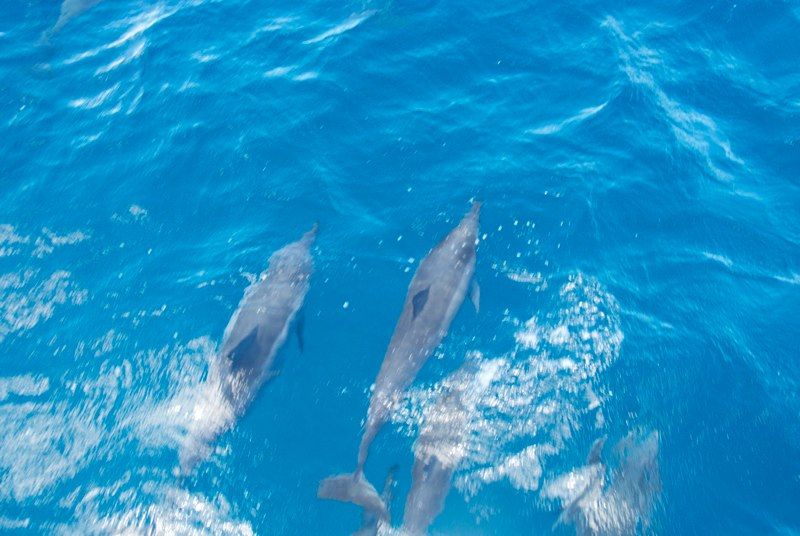 Maui 2010 - Ocean Sailing, photograph 20 of 57