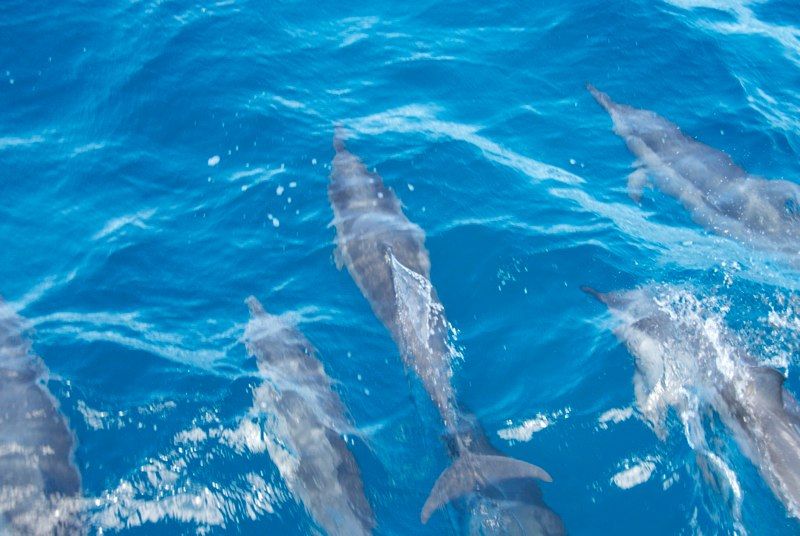 Maui 2010 - Ocean Sailing, photograph 21 of 57