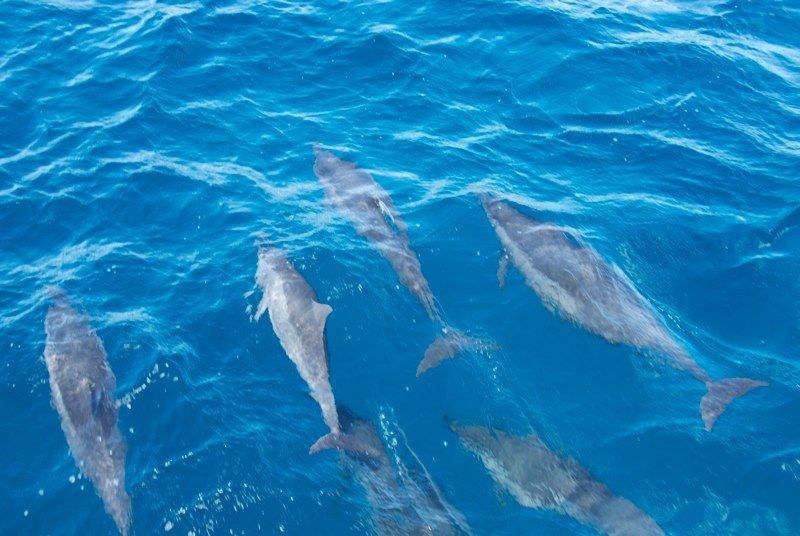 Maui 2010 - Ocean Sailing, photograph 22 of 57
