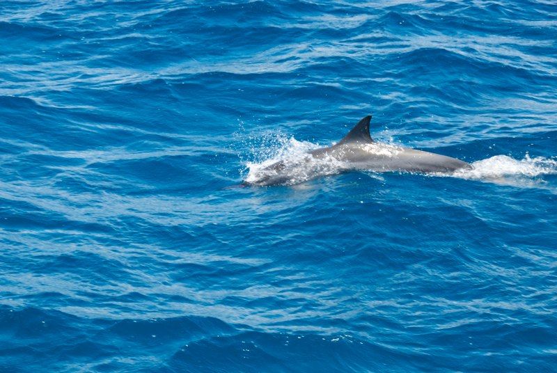 Maui 2010 - Ocean Sailing, photograph 24 of 57
